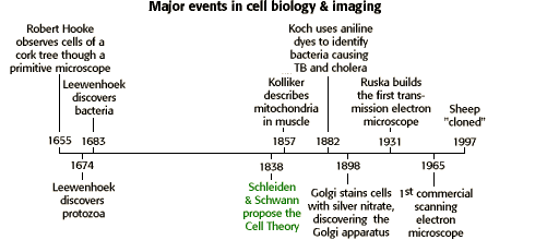 Major events in cell biology & Imaging ----1655 Robert Hooke observes cells of a cork tree through a primitive microscope.--1674 Leewenhoek discovers protozoa.--1683 Leewenhoek discovers bacteria.--1838 Schleiden & Schwann propose the Cell Theory.--1857 Kolliker describes mitochondria in muscle.--1882 Koch uses aniline dyes to identify bacteria causing TB and cholera.--1898 Golgi stains cells with silver nitrate, discovering the Golgi apparatus.--1931 Ruska builds the first transmission electron microscope.--1965 1st. commercial scanning electron microscope.--1997 Sheep "cloned." 