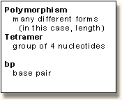 definition of polymorphism, STR, tetramer