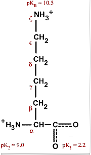 Chemcial structure for lysine