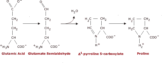 Glutamic acid to Glutamate Semialdehyde to pyrroline 5-carboxylate to Proline