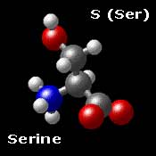 Molecular Structure for Serine HO-CH2-CH(NH3)-COO