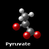 Molecular Structure for Pyruvate CH3-C(O)-COO- 