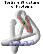 Tertiary Structure of a protein