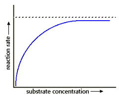 Image result for substrate concentration and velocity of enzyme reaction
