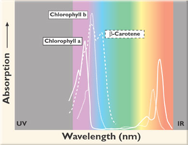 pigments found in chlorophyll