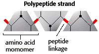 Illustration of a polypeptide strand as described