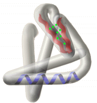 Illustration of a tertiary structure of proteins as described
