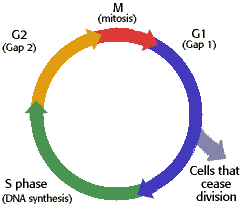 Illustration of the stages of cell cycle