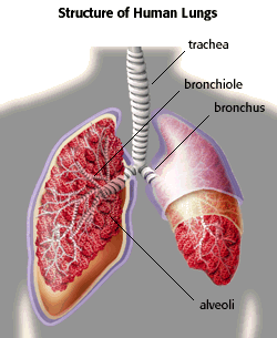Lung Toxicology Problem Set